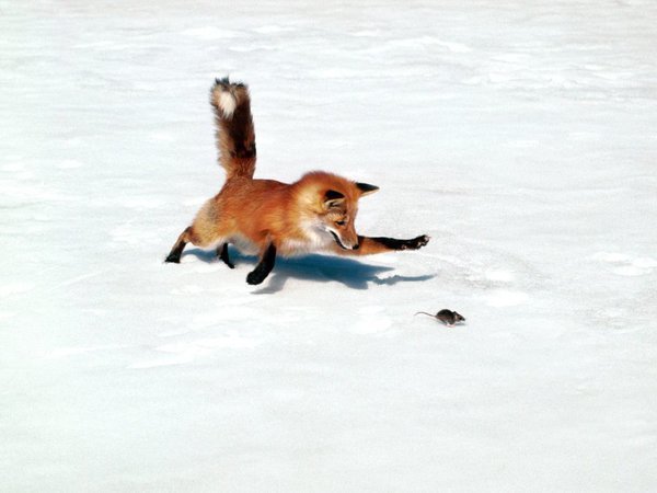 雪にぶっささる狐が可愛い アナログゲーム ボードゲーム速報